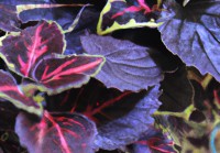 紫角叶的养殖方法（紫角叶的功效与作用紫角叶禁忌）