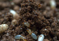 土办法治蚜虫最快的方法（根治蚜虫的方法）