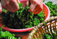 做干蕨菜的方法（干蕨菜的制作过程及原理）
