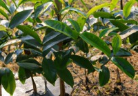 油茶树苗种植方法（油茶树苗种植技术要点）