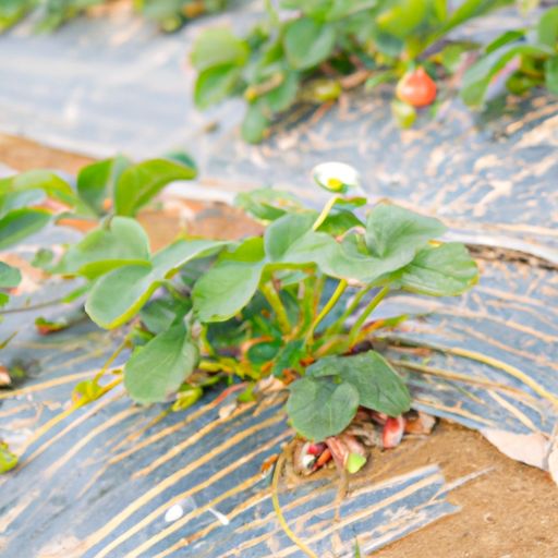 种植草莓的方法步骤