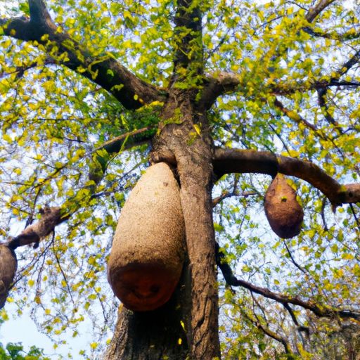 印度橡皮树的养殖方法是什么